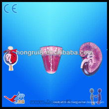 Menschliches anatomisches Modell, Nierennephron und Glomerulus